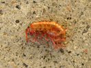 lawn shrimp