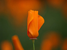 california poppy